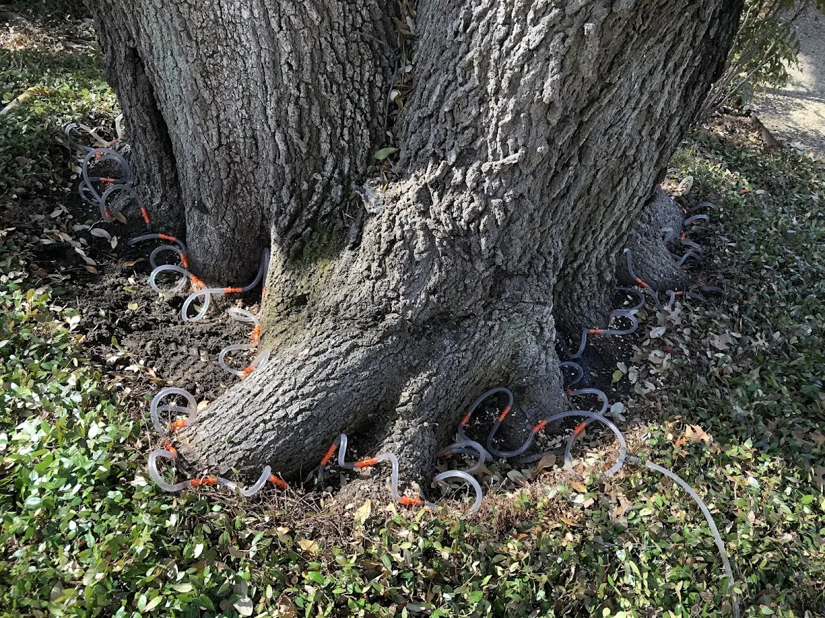 Detailed Tree Cabling and Bracing job site in Marshfield